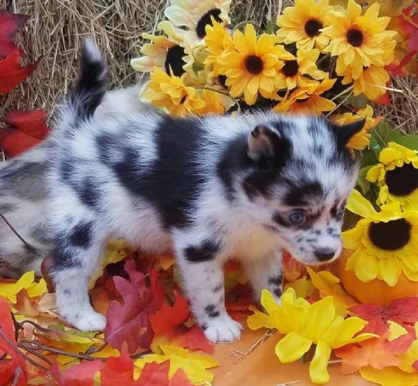 Cucciolo di Pomsky disponibile per ladozione | Foto 1