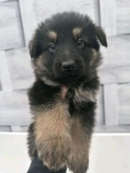 Cuccioli di pastore tedesco in adozione | Foto 4