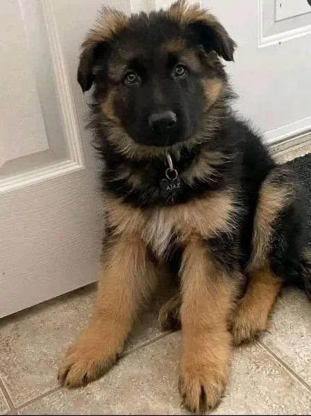 Cuccioli di pastore tedesco in adozione | Foto 0