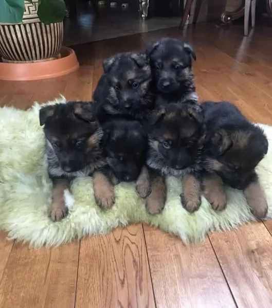 Cuccioli di pastore tedesco in adozione