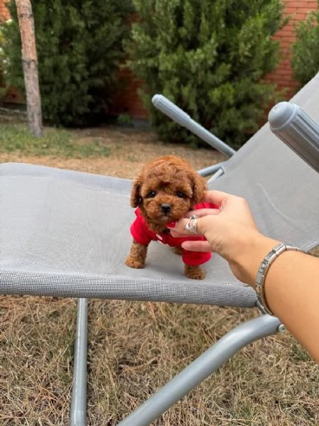 Cuccioli di barboncino toy disponibili per ladozione | Foto 4