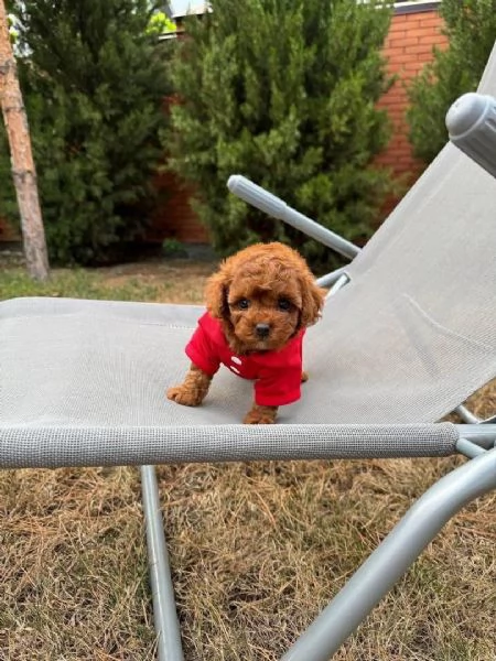 Cuccioli di barboncino toy disponibili per ladozione | Foto 3