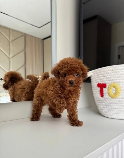 Cuccioli di barboncino toy disponibili per ladozione | Foto 2