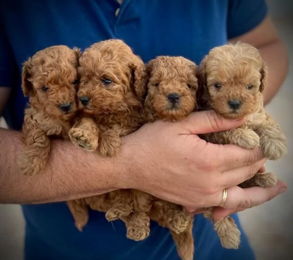 Cuccioli di barboncino toy disponibili per ladozione