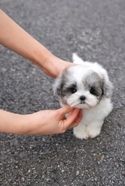 Cuccioli di barboncino toy disponibili per ladozione | Foto 1
