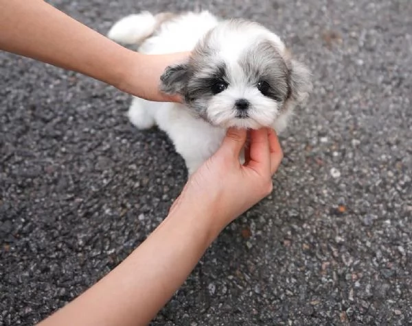 Cuccioli di barboncino toy disponibili per ladozione | Foto 0