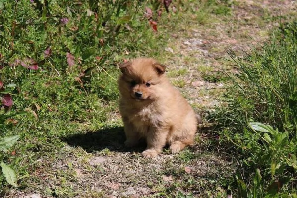 Cuccioli di Volpino Italiano in adozione | Foto 0