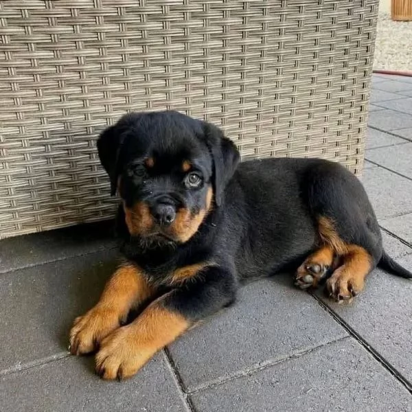 Cucciolo di Rottweiler in cerca di adozione