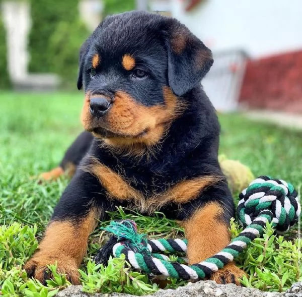 Cucciolo di Rottweiler in cerca di adozione