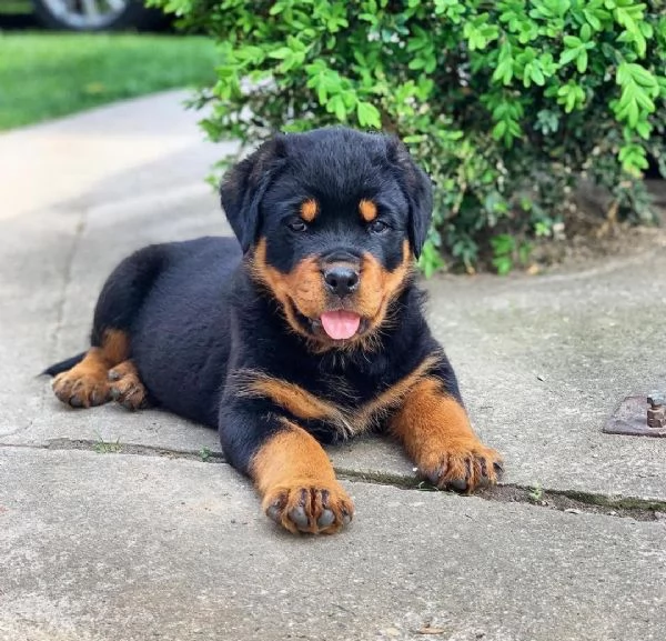 Cucciolo di Rottweiler in cerca di adozione