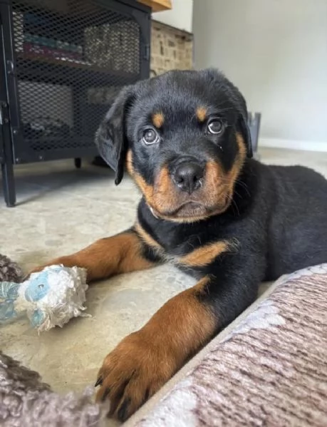 cucciolo di rottweiler disponibile per adozione