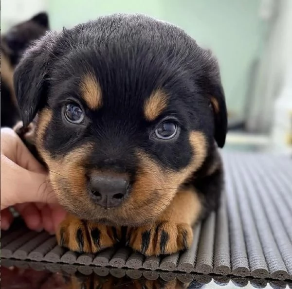 cucciolo di rottweiler disponibile per adozione