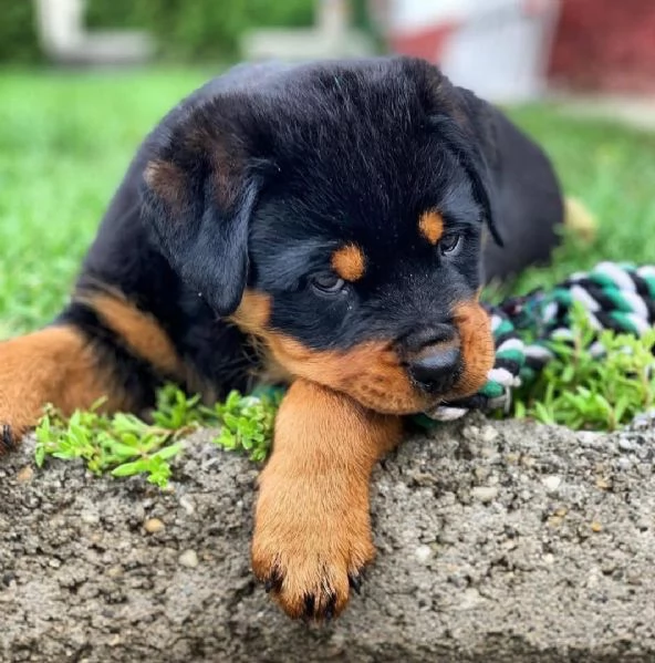 cucciolo di rottweiler disponibile per adozione