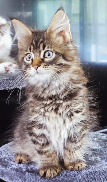 Gattini Maine Coon disponibili per ladozione | Foto 3