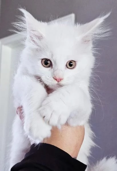 Gattini Maine Coon disponibili per ladozione