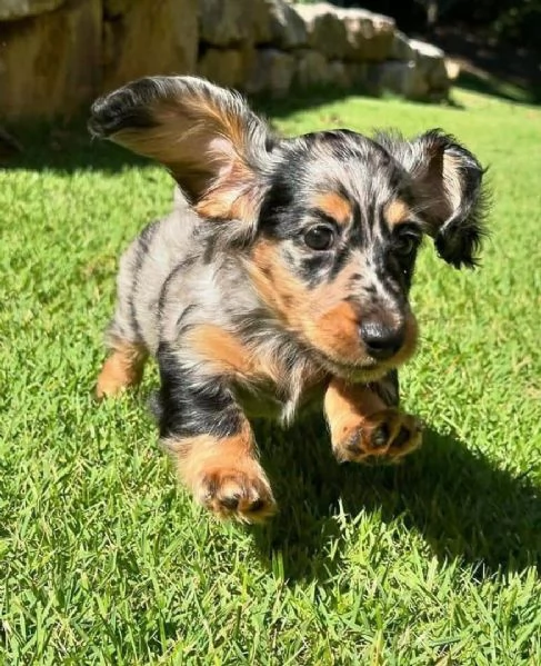 CUCCIOLI DI BASSOTTO ALLEVATI CON AMORE in adozione