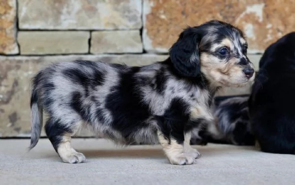 CUCCIOLI DI BASSOTTO ALLEVATI CON AMORE in adozione | Foto 3