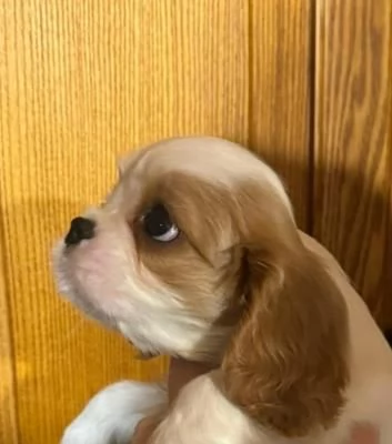 Cavalier king cucciolo blenheim | Foto 0