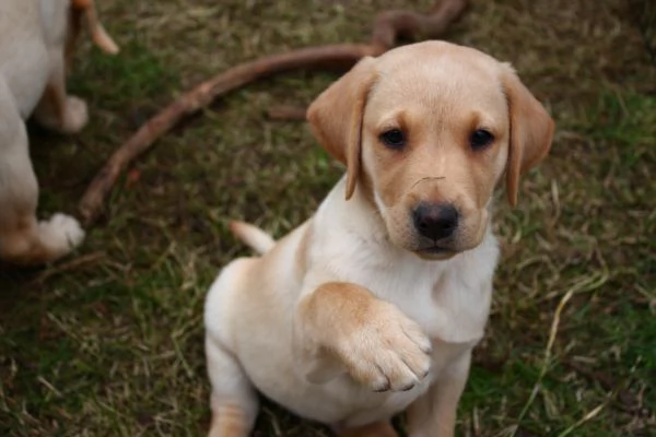 Labrador con pedigree e test