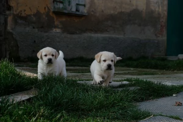 Labrador con pedigree e test | Foto 1