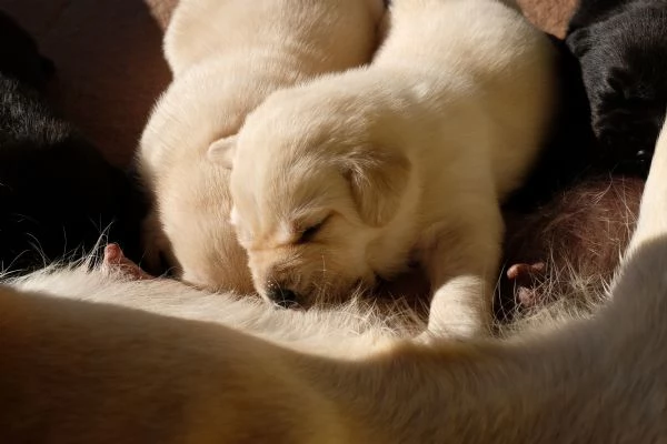 Labrador con pedigree e test | Foto 0