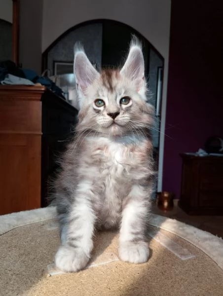 Maine coon