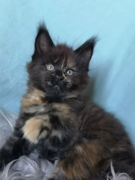 Maine coon | Foto 1