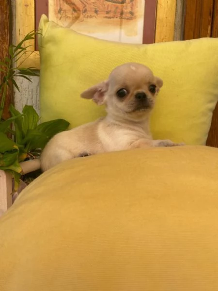 Chihuahua  | Foto 2