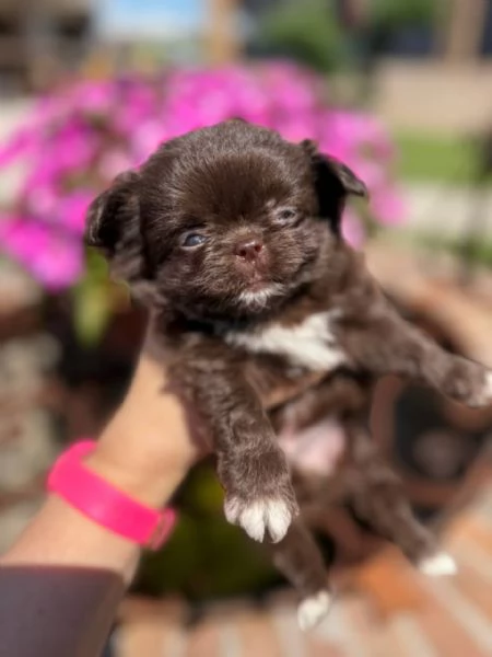 Chihuahua  | Foto 1