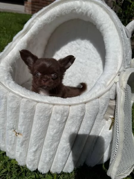 Chihuahua  | Foto 0