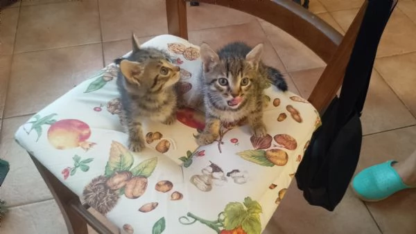 gattini | Foto 1