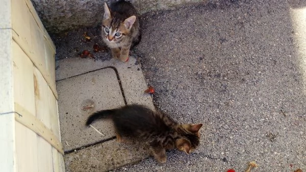 gattini | Foto 0