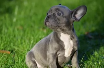 CUCCIOLI BULLDOG BOULEDOGUE FRANCESE | Foto 1