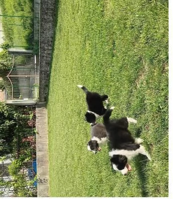  cuccioli di Border Collie stanno ancora cercando la sua nuova amorevole famiglia