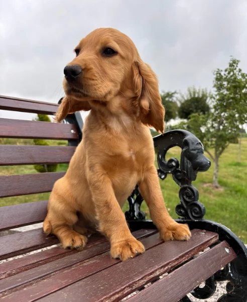 Cuccioli di Cocker Spaniel fantastici e bellissimi | Foto 4