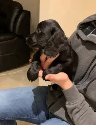 Cuccioli di Cocker Spaniel fantastici e bellissimi | Foto 3