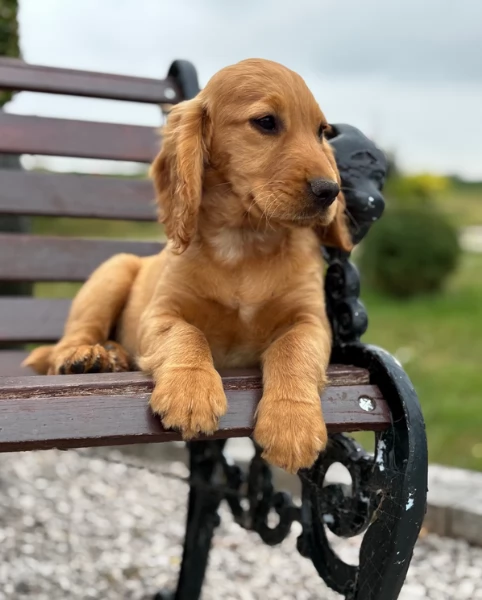 Cuccioli di Cocker Spaniel fantastici e bellissimi
