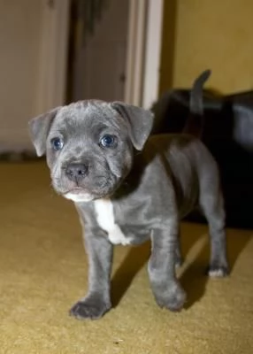 Disponibili cuccioli di American Staffordshire Terrier