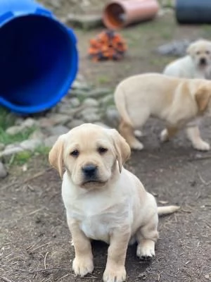 CUCCIOLI DI LABRADOR CREMA E CIOCCOLATO | Foto 2