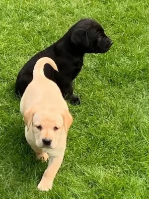 CUCCIOLI DI LABRADOR CREMA E CIOCCOLATO | Foto 0