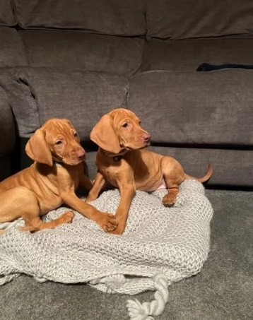 CUCCIOLI di BRACCO UNGHERESE Vizsla con pedigree sverminati vaccinati | Foto 0