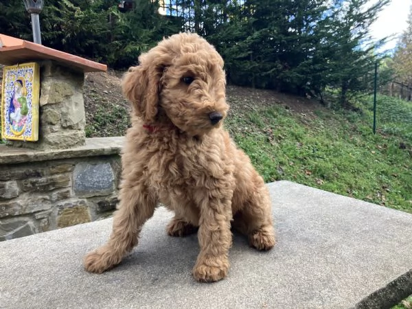 Cuccioli barboni fulvi grande mole | Foto 3