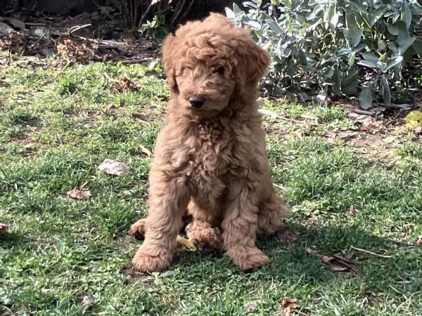 Cuccioli barboni fulvi grande mole | Foto 2