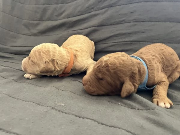 Cuccioli barboni fulvi grande mole | Foto 6