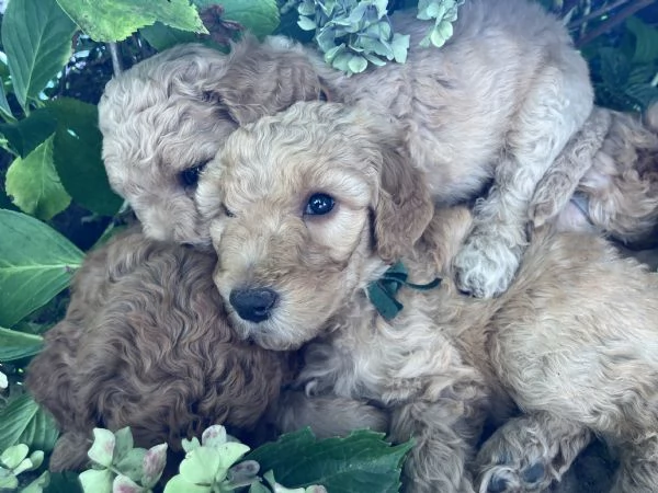 Cuccioli barboni fulvi grande mole