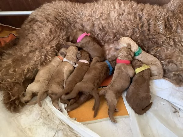 Cuccioli barboni fulvi grande mole | Foto 5
