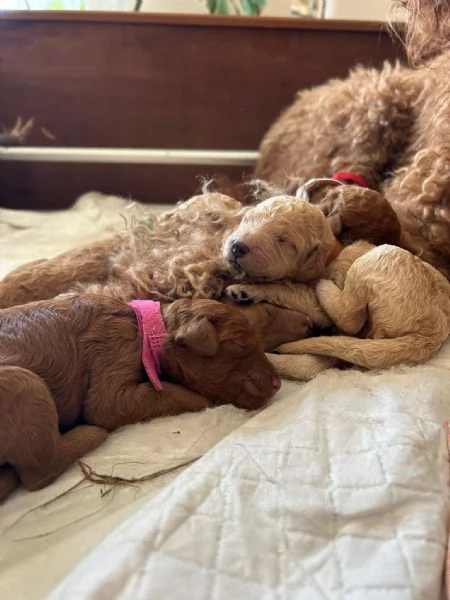 Cuccioli barboni fulvi grande mole | Foto 3