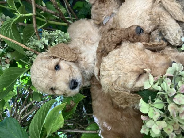 Cuccioli barboni fulvi grande mole | Foto 1