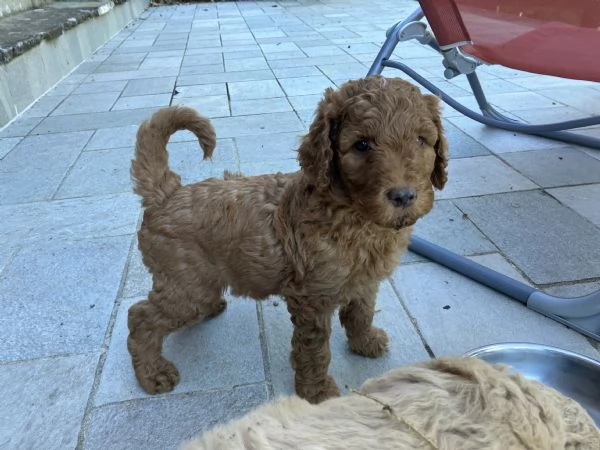 Cuccioli barboni fulvi grande mole | Foto 0
