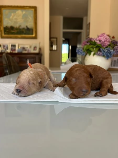 Cuccioli barboni fulvi grande mole | Foto 1